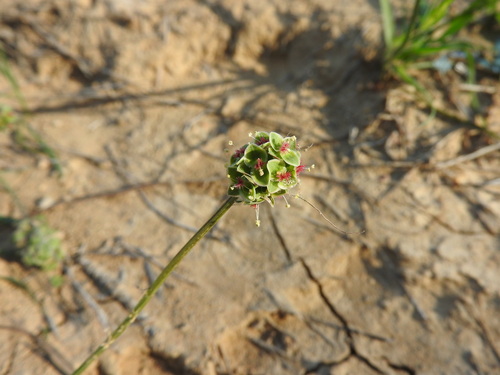 Rosaceae image