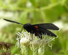 Melanis cephise cephise