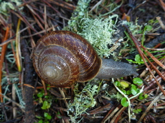 Helminthoglypta arrosa