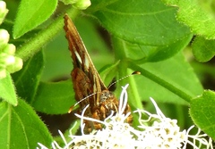 Anteros carausius carausius