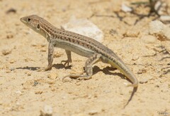 Schreiber's Fringe-Fingered Lizard photo 3