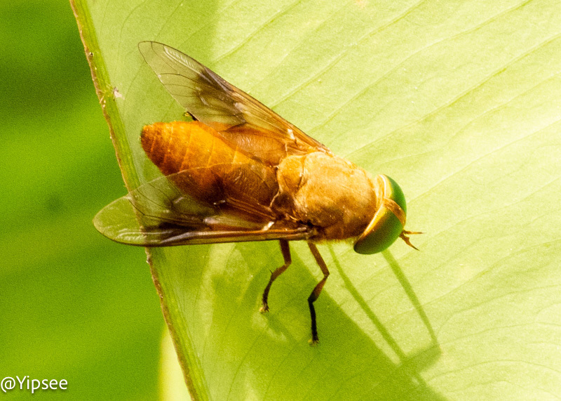 Atylotus horvathi from Mae On District, Chiang Mai, Thailand on June 18 ...