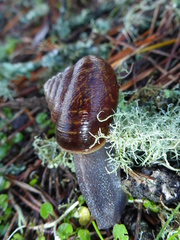 Helminthoglypta arrosa