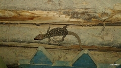 Lepidophyma smithii