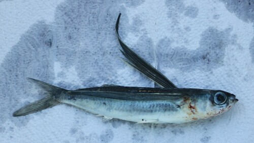 Barbel flyingfish (Exocoetus monocirrhus) — Exocoetidae — 4
