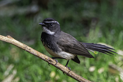 White-Spotted Fantail photo 4