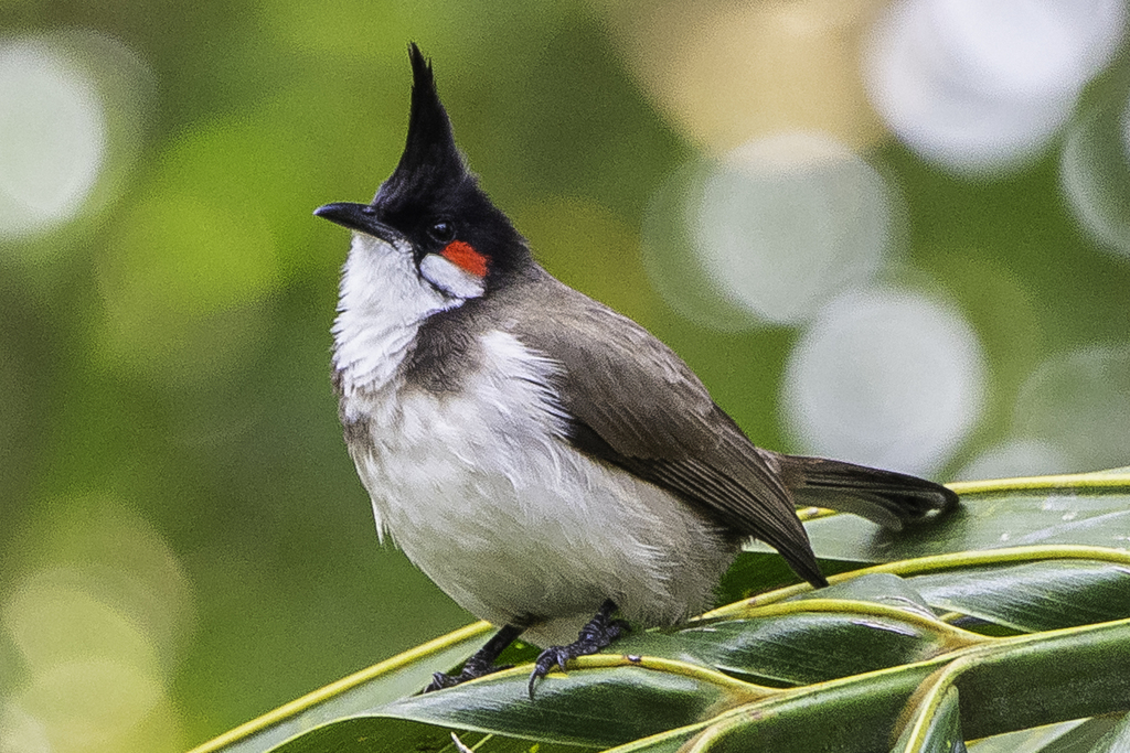 Red-whiskered Bulbul (Pycnonotus jocosus) photo