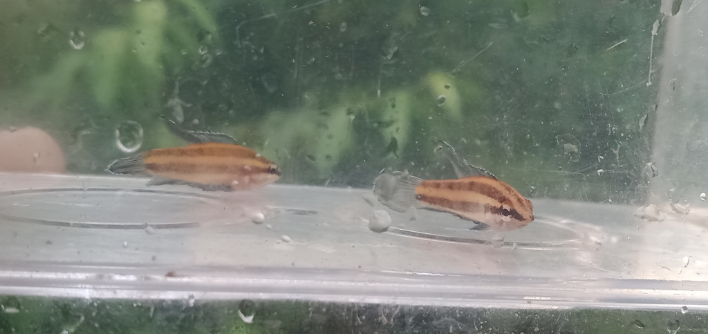 Blue Licorice Gourami