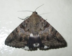 Achaea catella