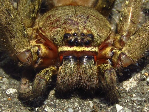 Pantropical Huntsman Spider photo 3