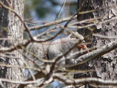 Sciurus niger cinereus