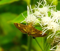 Orphanostigma haemorrhoidalis