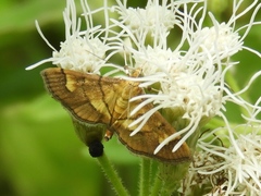 Orphanostigma haemorrhoidalis
