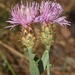 Centaurea boissieri boissieri - Photo (c) faluke, some rights reserved (CC BY-NC), uploaded by faluke