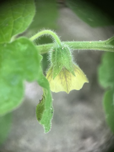 Physalis heterophylla iNat (2)