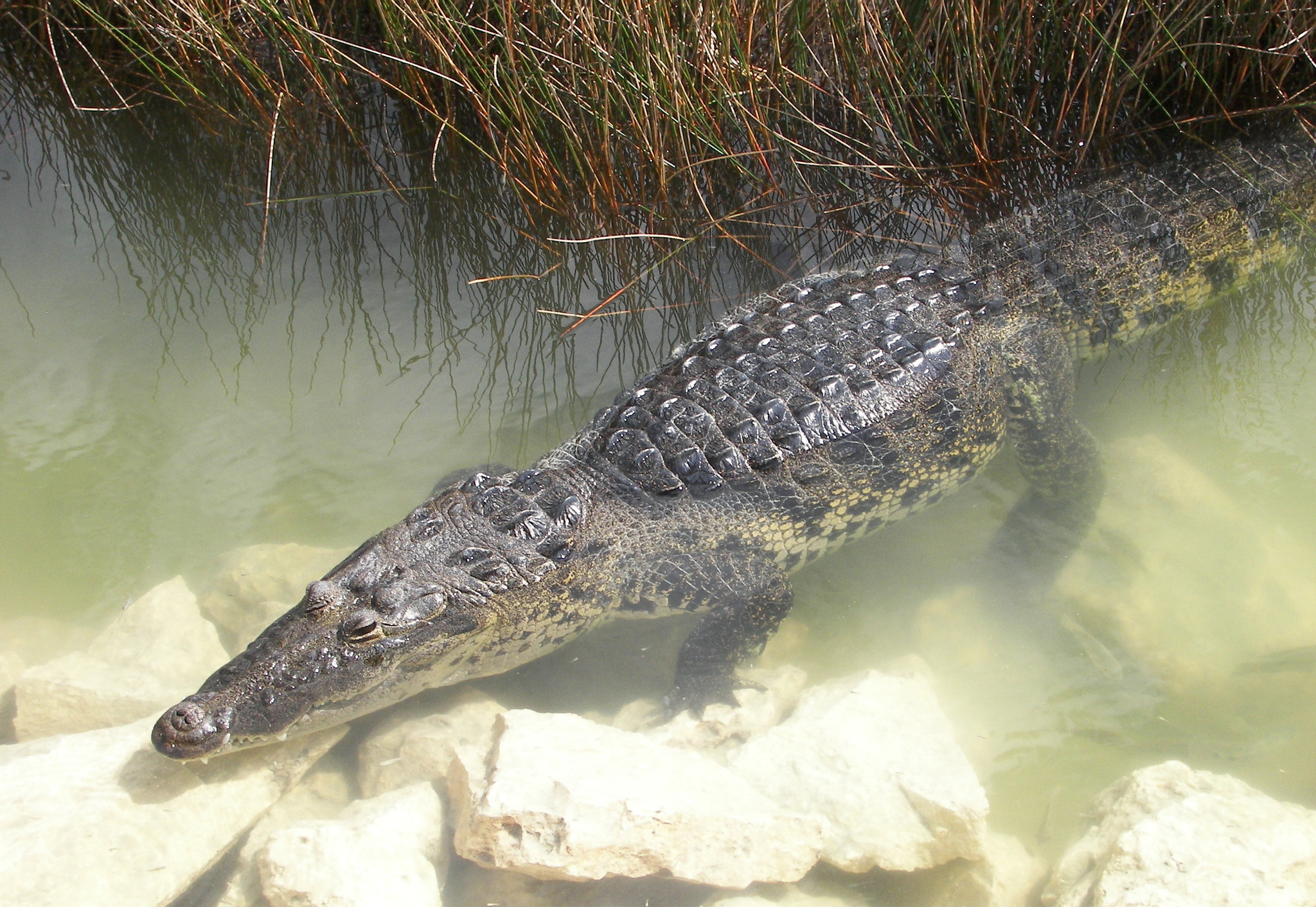 Morelet's Crocodile (Crocodylus moreletii) · iNaturalist