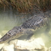 Crocodilo-Mexicano - Photo (c) Creed Clayton, alguns direitos reservados (CC BY-NC-ND), uploaded by Creed Clayton