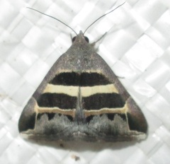 Grammodes exclusiva