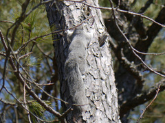 Sciurus niger cinereus