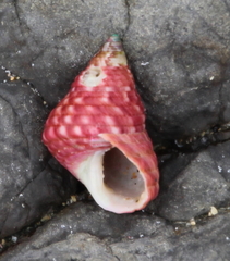 Micrelenchus purpureus