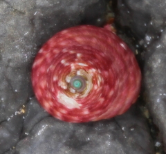 Micrelenchus purpureus