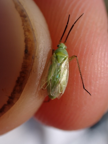 Oncotylus nigricornis