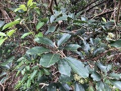 Heptapleurum heptaphyllum