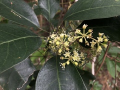 Heptapleurum heptaphyllum