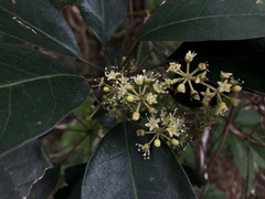 Heptapleurum heptaphyllum