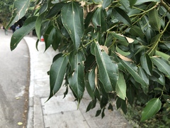 Cinnamomum burmanni