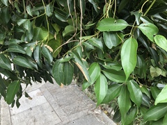 Cinnamomum burmanni