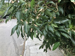 Cinnamomum burmanni