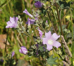 Malva weinmanniana