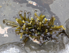 Psilophycus alveatus