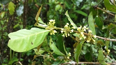 Peponidium