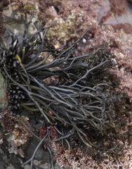 Psilophycus alveatus
