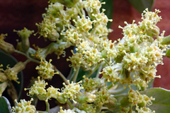 Olearia traversiorum