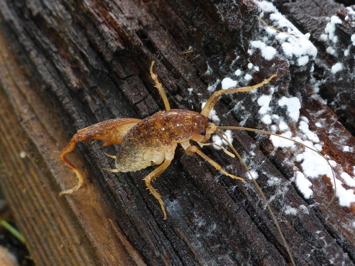 Pristoceuthophilus pacificus · iNaturalist