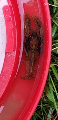 Fallicambarus macneesei