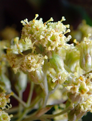 Olearia traversiorum