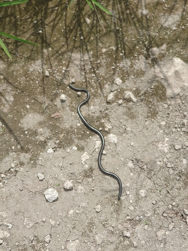 Merker's thread Snake