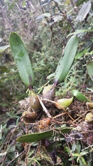 Bulbophyllum multiflorum