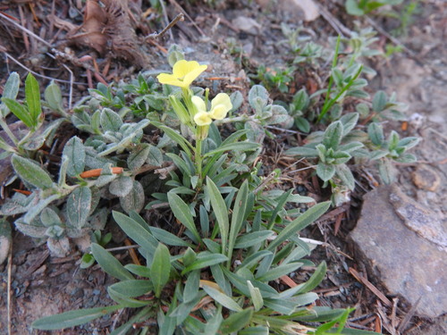 Erysimum grandiflorum, photograph 3
