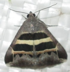 Grammodes exclusiva