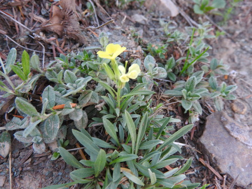 Erysimum grandiflorum, photograph 4