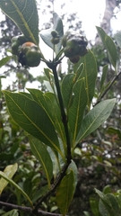 Gynochthodes umbellata