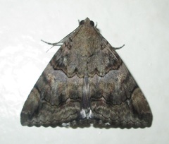 Achaea catella