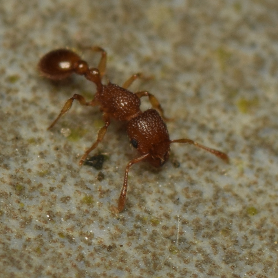 Tetramorium kraepelini