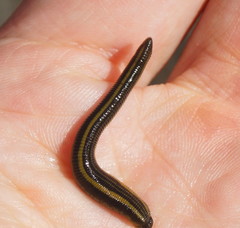 Richardsonianus australis