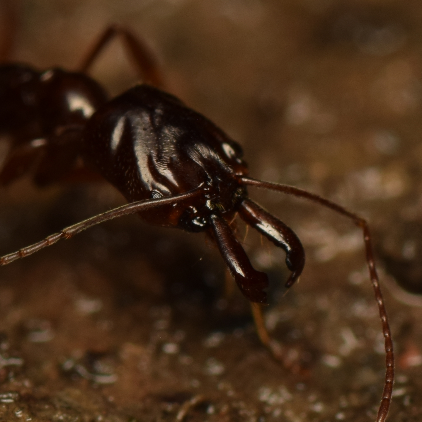Odontomachus fulgidus
